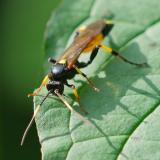 105124618Ichneumon-stramentorAIV20240922W-PS.jpg