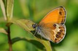 11-Weissbindiges-Wiesenvoegelchen-Coenonympha-arcania-3-PS.jpg