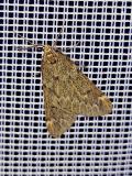 112340197_Fruehlings-KreuzfluegelAlsophila-aescularia20250327NSGStadtwaldA-PS.jpg