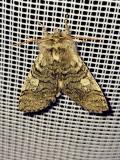 112340239_Gelbhorn-EulenspinnerAchlya-flavicornis20250327NSGStadtwaldA-PS.jpg