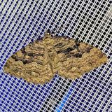 112430676rosser-BerberitzenspannerHydria-cervinalis-PS.jpg