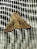 112617888Variable-KaetzcheneuleOrthosia-incerta20250327NSGStadtwaldA-PS.jpg