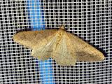 112622471_Graugelber_BreitfluegelspannerAgriopis_marginaria20250327NSGStadtwaldA_M-PS.jpg