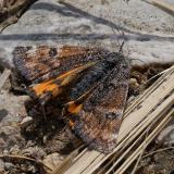 112638825Grosses_JungfernkindArchiearis_parthenias-PS.jpg