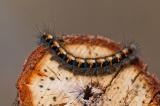 113148932EichenspinnerLasiocampa-quercus2025-04-03-PS.jpg