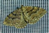 113290262Grosser-BerberitzenspannerHydria-cervinalis-PS.jpg