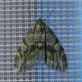 113291592Gestrichelter-LappenspannerTrichopteryx-polycommata2025-04-05NSGStadtwA-PS.jpg