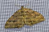 113292608Olivbrauner-HoehlenspannerTriphosa-dubitata2025-04-05NSGStadtwA-PS.jpg
