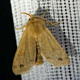 113292696Zweifleck-KaetzcheneuleAnorthoa-munda2025-04-05NSGStadtwA-PS.jpg
