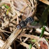 113464065WurmfliegenartPollenia-sp2025-04-08NSGStadtwA-PS.jpg