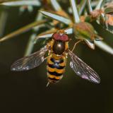 113470675Schwarzhaarige-WiesenschwebfliegeEpistrophe-nitidicollisM2025-04-08NSGStadtwald-A-PS.jpg