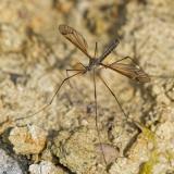 113960204Tipula-couckei2025-04-14NSGStadtwaldA-PS.jpg