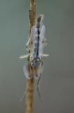 114148760Zuckmuecke-unbestChironomidae-indet2025-04-16PE-PS.jpg
