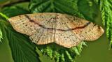114545396Gepunkteter-Eichen-GuertelpuppenspannerCyclophora-punctaria2025-04-19PE-PS.jpg