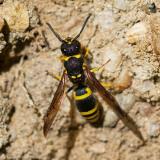 114546487Fruehe-LehmwespeAncistrocerus-nigricornis2025-04-19PE-PS.jpg