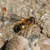 114714008Zweiband-WiesenschwebfliegeEpistrophe-eligansM20250419LKrAic-PS.jpg