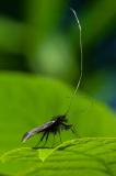 116422775Gruene-LanghornmotteAdela_reaumurella20250592AIC-PS.jpg
