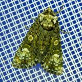 116437058Liguster-RindeneuleCraniophora_ligustri20250592NSGStadtwA-PS.jpg