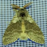 116444166_Buchen-Streckfuss_Calliteara_pudibunda20240502NSGStadtwA-PS.jpg