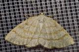 116444343_Braunstirn-WeissspannerCabera-_exanthemata20250502NSGStadtwA-PS.jpg