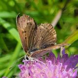 129607457Dukaten-FeuerfalterLycaena_virgaureaeW2025-07-29-ValdiVizze__comuni___Italien_-PS.jpg