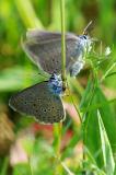 12c-Phengaris-alcon-bea.jpg
