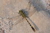 13-Onychogomphus-forcipatus-bea.jpg