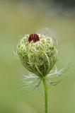 13-Streifenwanze-Graphosoma-lineatum-Hesselberg-2.jpg