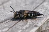 131348307-1Mandibel-KegelbieneCoelioxys_mandibularis2025_08_06-PS.jpg