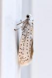 Traubenkirschen-Gespinstmotte (Yponomeuta evonymella) von Walter Weber 131791512Traubenkirschen-GespinstmotteYponomeuta_evonymella2025-08-12AIC-PS.jpg
