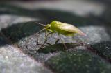 131797298Neolygus_contaminatus2025_08-11NSGHaspM-PS.jpg