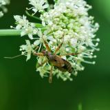 132225165Langhorn-BuschraeuberHimacerus_apterus2025-08-14FFB-PS.jpg