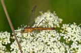 133701114Nephrotoma_cornicinaW2025-08-27NSGKissH-PS.jpg