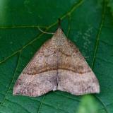 Nessel-Schnabeleule (Hypena proboscidalis) von Walter Weber 135522555Nessel-SchnabeleuleHypena_proboscidalis2025-09-17LkrA-PS.jpg
