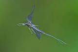 138755553Glashaft__Baetis_spec_2025-10-22AIv-Schmichen-PS.jpg