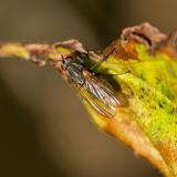 139261889Blumenfliege_unbestAnthomyiidae_indet2025-10-30NSGKissH-PS.jpg
