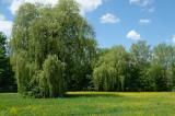 14-05-2022-15-Echte-Trauer-Weide.jpg