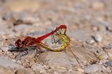 14-Fruehe-Heidelibelle-Sympetrum-fonscolombii-bea.jpg