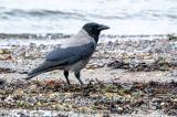 140526_Nebelkraehe_Corvus_cornix_Insel_Yell_Shetlands.jpg