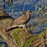140896357SperberAccipiter_nisus_W_juv_StawaA2025-11-04-PS.jpg