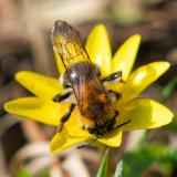 146080853Glaenzende-DuestersandbieneWAndrena_nitida2026-03-24-PS.jpg