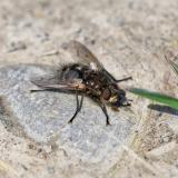 148263996Querbindige_Fruehlings-RaupenfliegeErnestia_puparumM2026-04-18Mering-PS.jpg