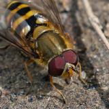 148401489Syrphus_torvus_Detail.jpg