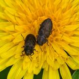 148404722Vierpunktiger_KiefernprachtkaeferAnthaxia_quadripunctata2026-04-20AStadtbergen-PS.jpg