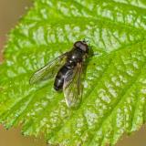 148407509Cheilosia_uviformisM2026-04-20Stadtbergen-PS.jpg