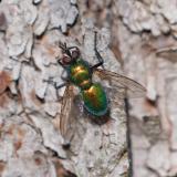 148952263Blaugruene_RaupenfliegeGymnocheta-viridis2026-04-22NSGKissH-PS.jpg