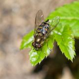 149115854Halbmond-BlattlausschwebfliegeParasyrphus_punctulatusW2026-04-23Friedberg-PS.jpg