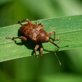149495586EichelbohrerCurculio_glandium2026-04-27Friedberg-PS.jpg
