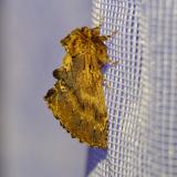 149498210Kamel-ZahnspinnerPtilodon-capucina2026-04-24NSGKissH-PS.jpg