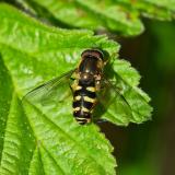 149517261Liebliche_WaldschwebfliegeDasysyrphus_venustusM2026-04_29NSGHaspM-PS.jpg